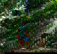 Full Day Daintree Rainforest and Mossman Gorge Tour - Accommodation 4U