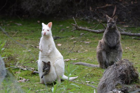 Full-Day Guided Bruny Island Tour From Hobart - Accommodation 4U 0