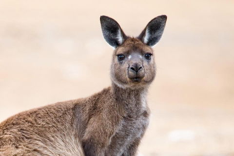 Kangaroo Island Luxury Small Group 'East End Explorer' Full Day Tour - Accommodation 4U 1