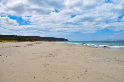 Kangaroo Island Luxury Small Group 'East End Explorer' Full Day Tour - Accommodation 4U 3