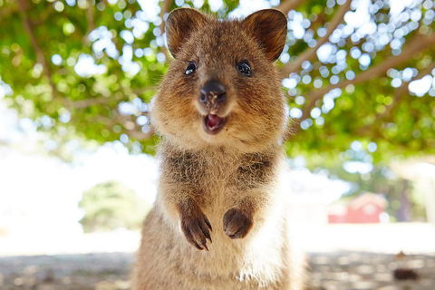 Discover Rottnest With Ferry & Bus Tour From Perth Or Fremantle - Accommodation 4U 0