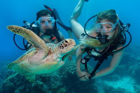 Great Barrier Reef Diving And Snorkeling Cruise From Cairns - Accommodation 4U 4