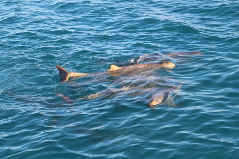 Roebuck Bay Snubfin Dolphin Cruise - Accommodation 4U 0