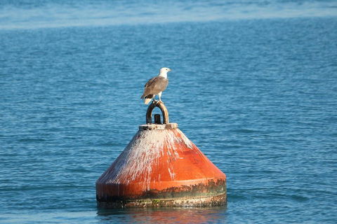 Roebuck Bay Snubfin Dolphin Cruise - Accommodation 4U 1