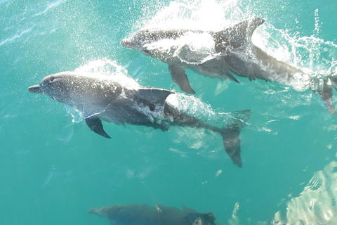 Roebuck Bay Snubfin Dolphin Cruise - Accommodation 4U 2