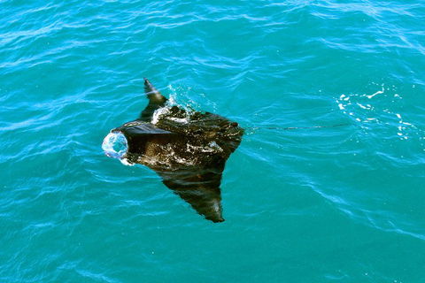 Roebuck Bay Snubfin Dolphin Cruise - Accommodation 4U 5
