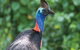 5 Day Australia Retreat: Queensland Daintree - thumb 3