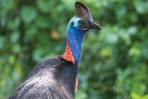 5 Day Australia Retreat: Queensland Daintree - Accommodation 4U 3