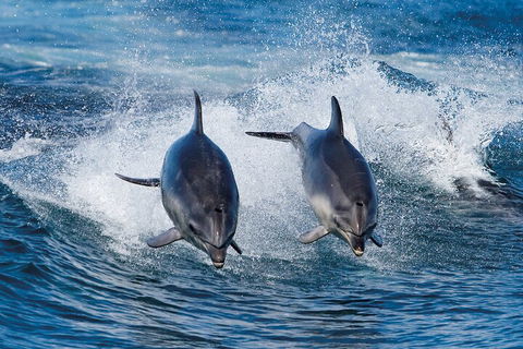 Full-Day Bruny Island Cruises Day Tour From Hobart - Accommodation 4U 5