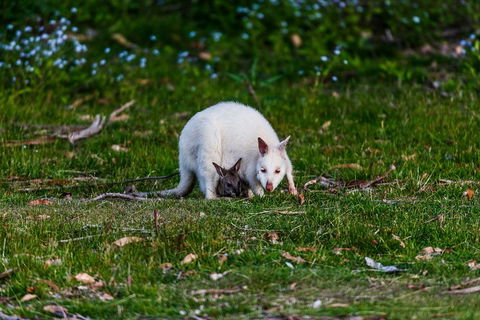 Bruny Island Traveller - Gourmet Tasting And Sightseeing Day Trip From Hobart - Accommodation 4U 3