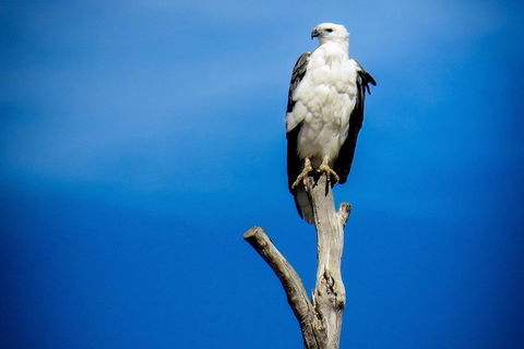 Kangaroo Island 75-Minute Ocean Safari - Accommodation 4U 0