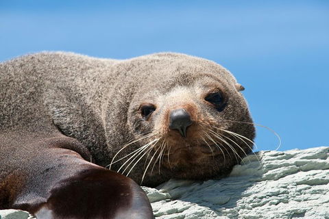 Kangaroo Island 75-Minute Ocean Safari - Accommodation 4U 1