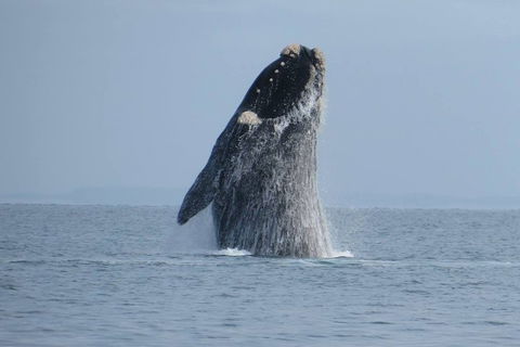 Kangaroo Island 75-Minute Ocean Safari - Accommodation 4U 2