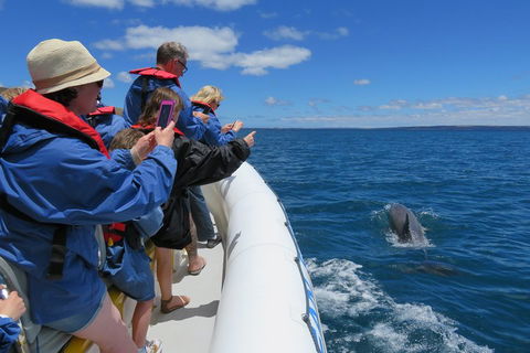 Kangaroo Island 75-Minute Ocean Safari - Accommodation 4U 3