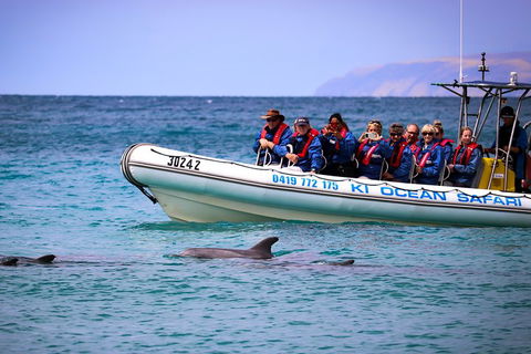 Kangaroo Island 75-Minute Ocean Safari - Accommodation 4U 4