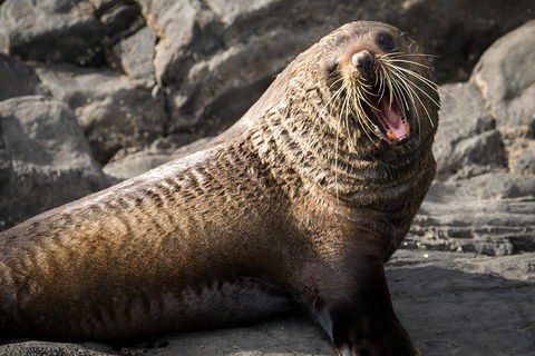 Kangaroo Island 75-Minute Ocean Safari - Accommodation 4U 5