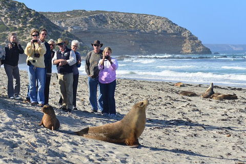 Full Day Seal Bay Experience Departing From Kangaroo Island - Accommodation 4U 0