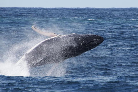 Whale Watching By Sea World Cruises - Accommodation 4U 0