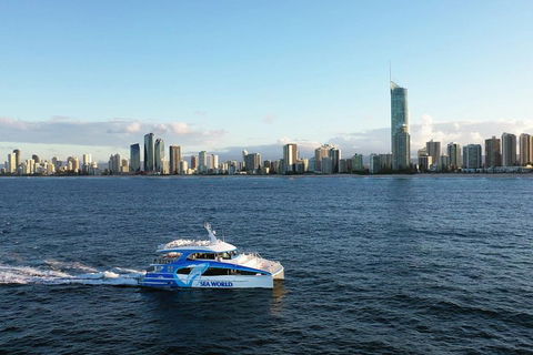 Whale Watching By Sea World Cruises - Accommodation 4U 1