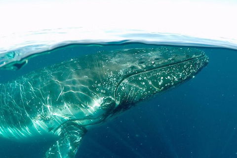 Whale Watching By Sea World Cruises - Accommodation 4U 2