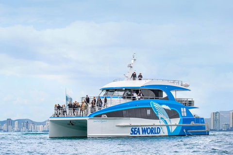 Whale Watching By Sea World Cruises - Accommodation 4U 3