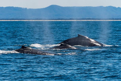 Whale Watching By Sea World Cruises - Accommodation 4U 4