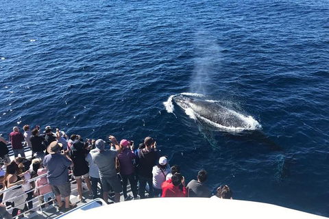 Whale Watching By Sea World Cruises - Accommodation 4U 5