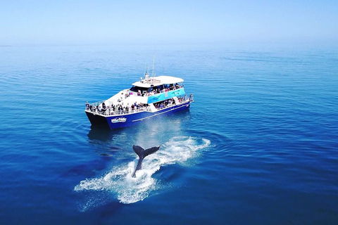 Hervey Bay Whale Watching Cruise - Accommodation 4U 5