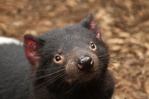 Day Tour In Mt. Field, Mt. Wellington, Bonorong Wildlife Sanctuary And Richmond - Accommodation 4U 4