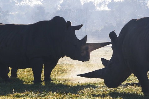 Early Morning Savannah Experience - Accommodation 4U 1