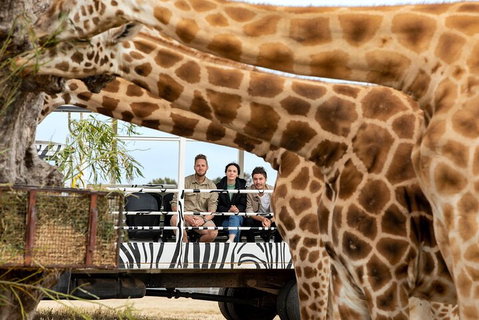 Early Morning Savannah Experience - Accommodation 4U 3