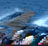 Tangalooma Island Resort Whale Watching Day Cruise - Accommodation 4U