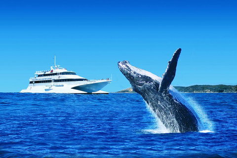 Tangalooma Island Resort Whale Watching Day Cruise - Accommodation 4U 1