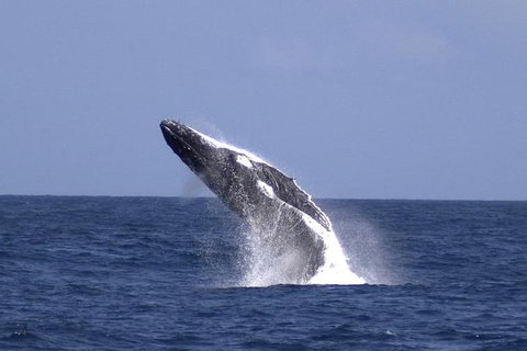 Tangalooma Island Resort Whale Watching Day Cruise - Accommodation 4U 4