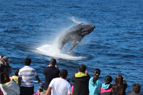 Tangalooma Island Resort Whale Watching Day Cruise With Dolphin Feeding - Accommodation 4U 5