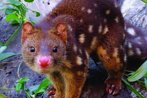 Hartley's Crocodile Adventures Breakfast With The Koalas - Accommodation 4U 2