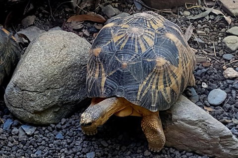 Hartley's Crocodile Adventures Breakfast With The Koalas - Accommodation 4U 4