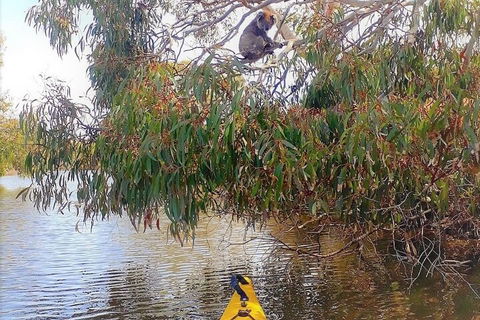 Kangaroo Island Self-Guided Kayaking On The Harriet River - Accommodation 4U 4