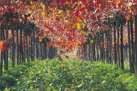 Margaret River Private Tour - Accommodation 4U 0