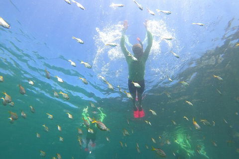 Manly Snorkel Trip And Nature Walk With Local Guide - Accommodation 4U 0