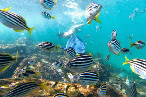 Manly Snorkel Trip And Nature Walk With Local Guide - Accommodation 4U 2