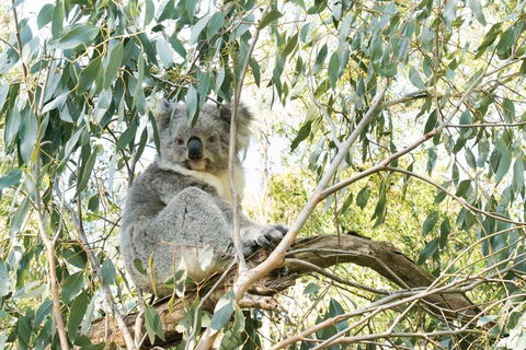 Ultimate Reverse Direction - 12 Apostles, Great Ocean Road - Small Group Tour - Accommodation 4U 5