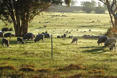 The Big Wave Rock (Private) Day Tour - Accommodation 4U 1