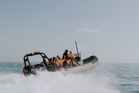 Adventure Whale Watching Tour Mooloolaba - Accommodation 4U 0