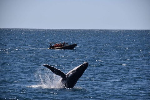 Adventure Whale Watching Tour Mooloolaba - Accommodation 4U 1