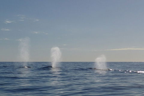 Adventure Whale Watching Tour Mooloolaba - Accommodation 4U 3