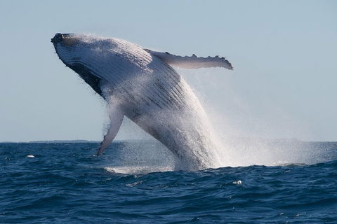 Adventure Whale Watching Tour Mooloolaba - Accommodation 4U 5