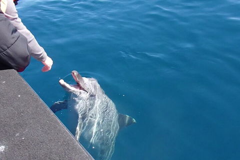 Noosa Wild Dolphin Safari - Accommodation 4U 0