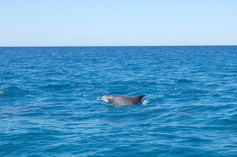 Noosa Wild Dolphin Safari - Accommodation 4U 1