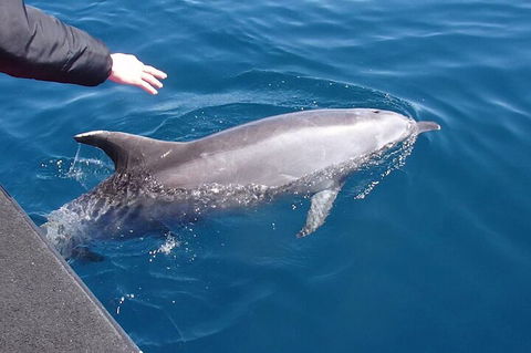 Noosa Wild Dolphin Safari - Accommodation 4U 2